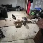 Elderly North Carolina Man Fatally Attacked by Pack of Dogs; Owner Faces Murder & Animal Abuse Charges dog3 3