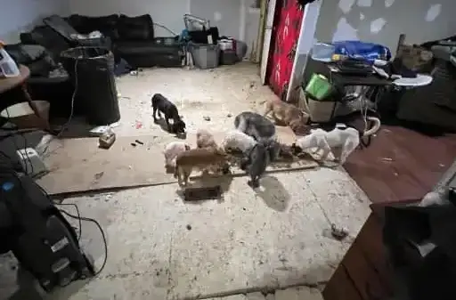 Elderly North Carolina Man Fatally Attacked by Pack of Dogs; Owner Faces Murder & Animal Abuse Charges dog3 3