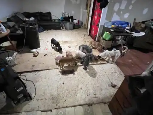 Elderly North Carolina Man Fatally Attacked by Pack of Dogs; Owner Faces Murder & Animal Abuse Charges dog3 3