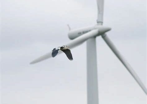 Trump Faces Backlash After Using Incorrect Photo, Bird in Wind Turbine Criticism OIP 4