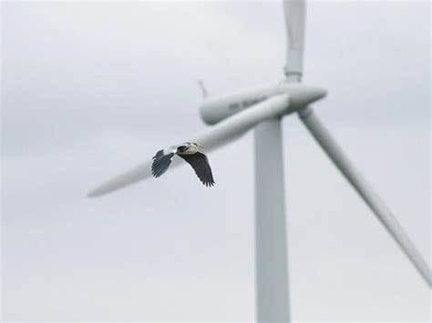 Trump Faces Backlash After Using Incorrect Photo, Bird in Wind Turbine Criticism OIP 4